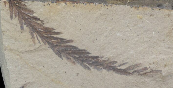 Metasequoia (Dawn Redwood) Fossil - Montana #41417